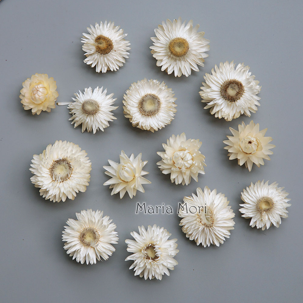 Natural Dried Colorful Chrysan - Candle Making Diy ulasan dan harga