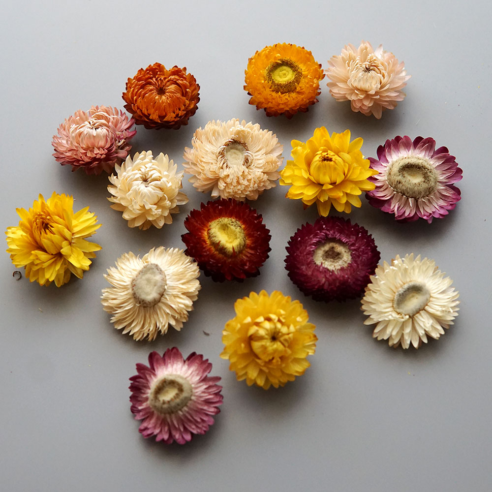 Natural Dried Colorful Chrysan - Candle Making Diy ulasan dan harga