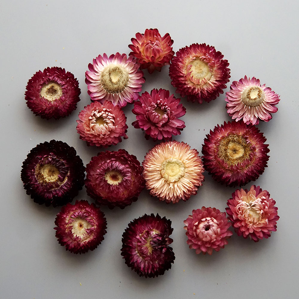 Natural Dried Colorful Chrysan - Candle Making Diy ulasan dan harga