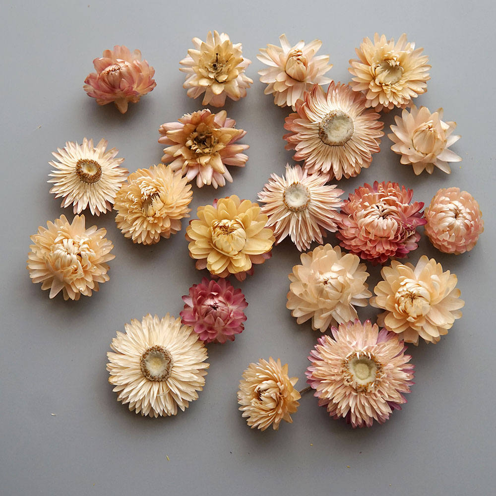 Natural Dried Colorful Chrysan - Candle Making Diy ulasan dan harga